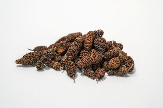 Birch Cones - 1 oz. (approx. 50 cones) - IHEARTBUGS, INC.