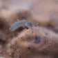 Blue Springtails (Proistoma minuta) - IHEARTBUGS, INC.