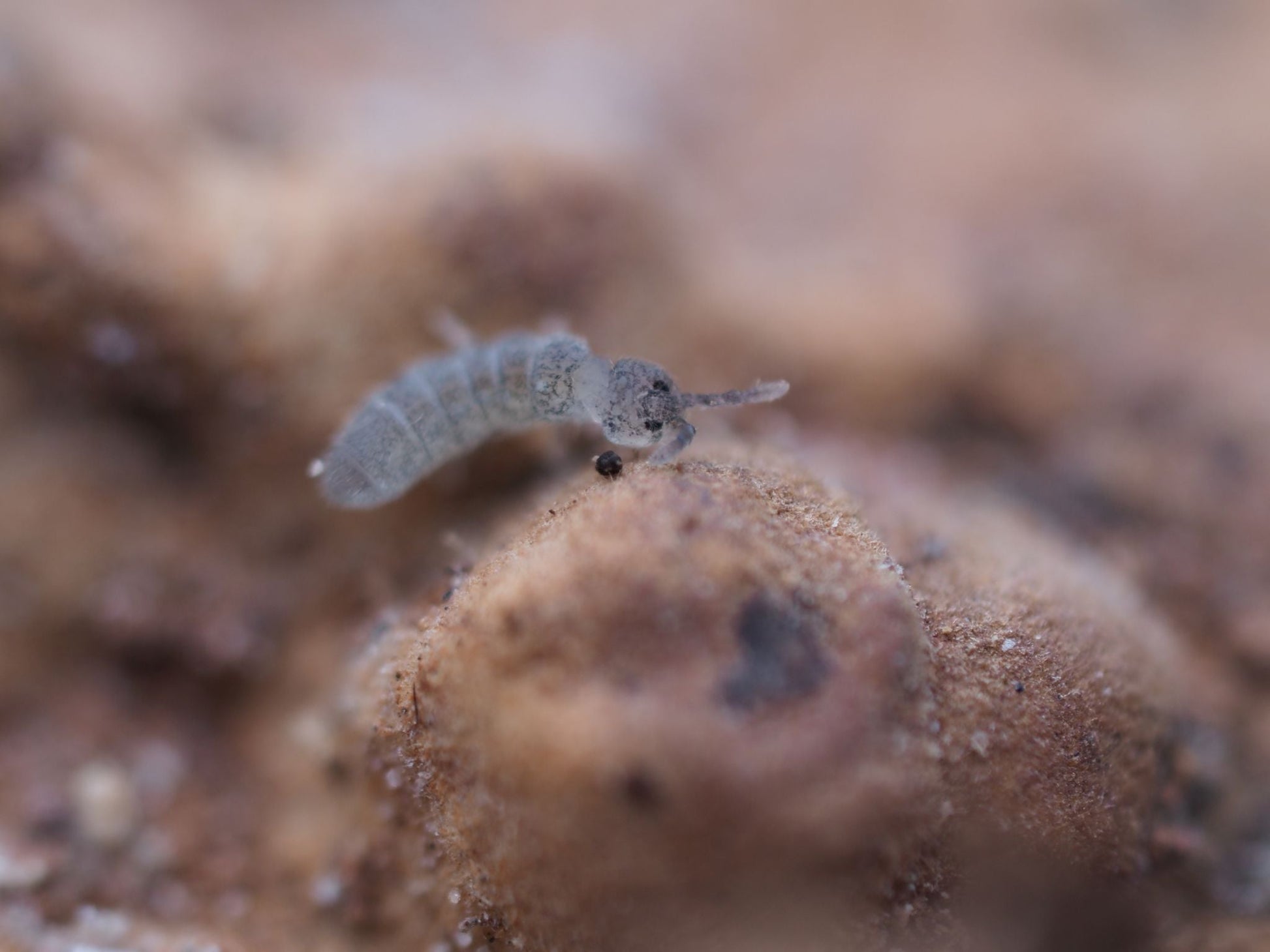 Blue Springtails (Proistoma minuta) - IHEARTBUGS, INC.