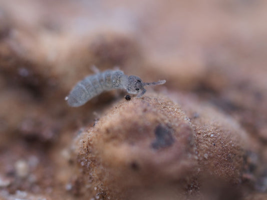 Blue Springtails (Proistoma minuta) - IHEARTBUGS, INC.