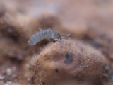 Blue Springtails (Proistoma minuta) - IHEARTBUGS, INC.