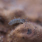 Blue Springtails (Proistoma minuta) - IHEARTBUGS, INC.