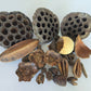 Botanical Seed Pod Variety Pack - 32 Pieces - IHEARTBUGS, INC.