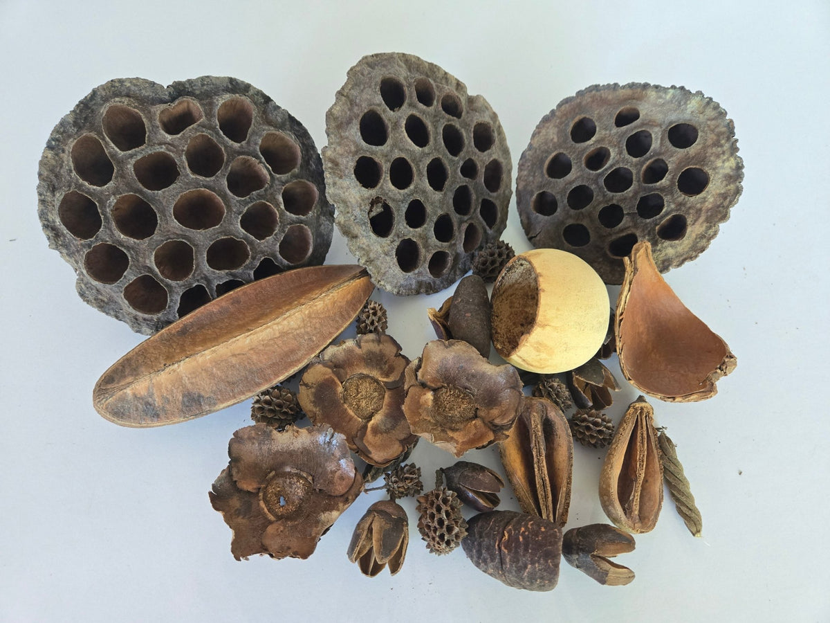 Botanical Seed Pod Variety Pack - 32 Pieces - IHEARTBUGS, INC.