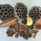 Botanical Seed Pod Variety Pack - 32 Pieces - IHEARTBUGS, INC.