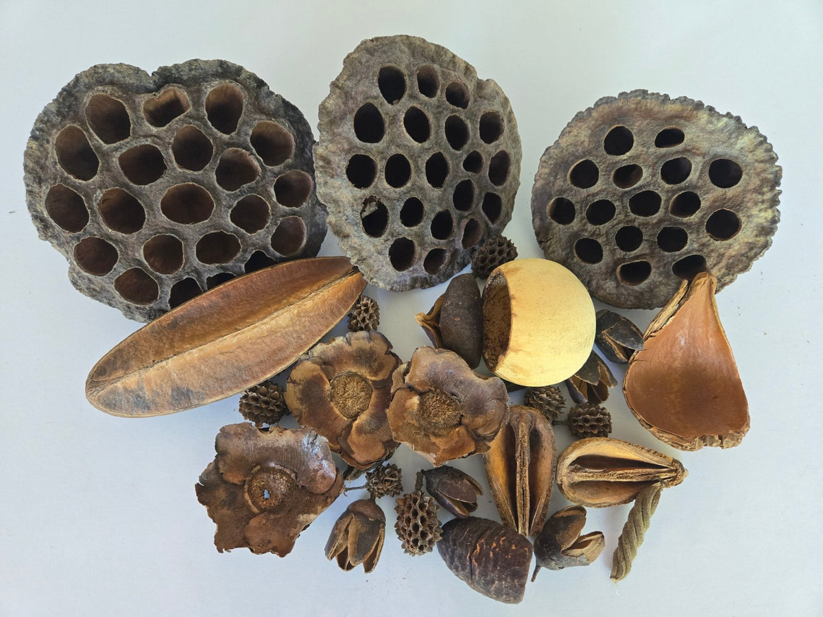 Botanical Seed Pod Variety Pack - 32 Pieces - IHEARTBUGS, INC.