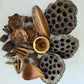 Botanical Seed Pod Variety Pack - 32 Pieces - IHEARTBUGS, INC.