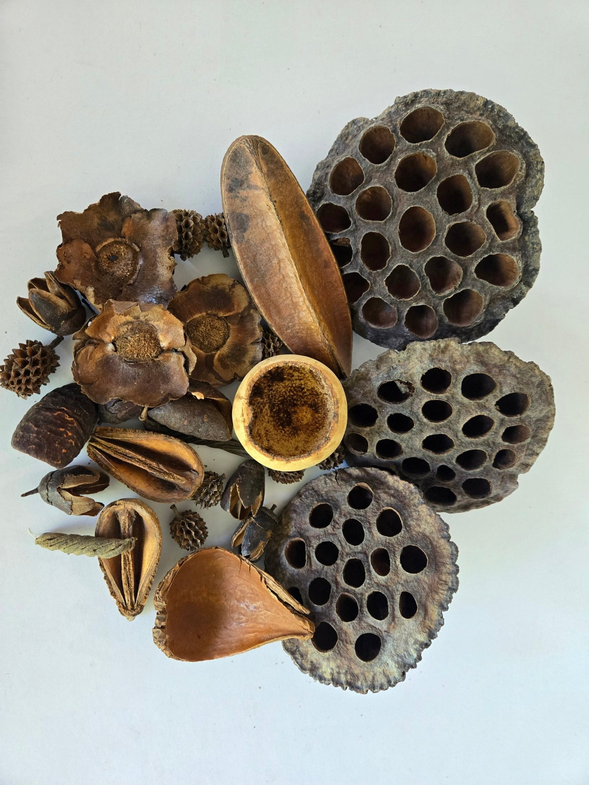 Botanical Seed Pod Variety Pack - 32 Pieces - IHEARTBUGS, INC.