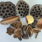 Botanical Seed Pod Variety Pack - 32 Pieces - IHEARTBUGS, INC.