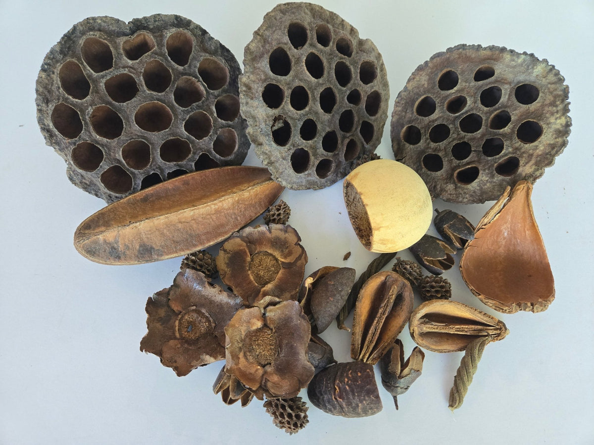 Botanical Seed Pod Variety Pack - 32 Pieces - IHEARTBUGS, INC.