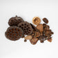 Botanical Seed Pod Variety Pack - 32 Pieces - IHEARTBUGS, INC.
