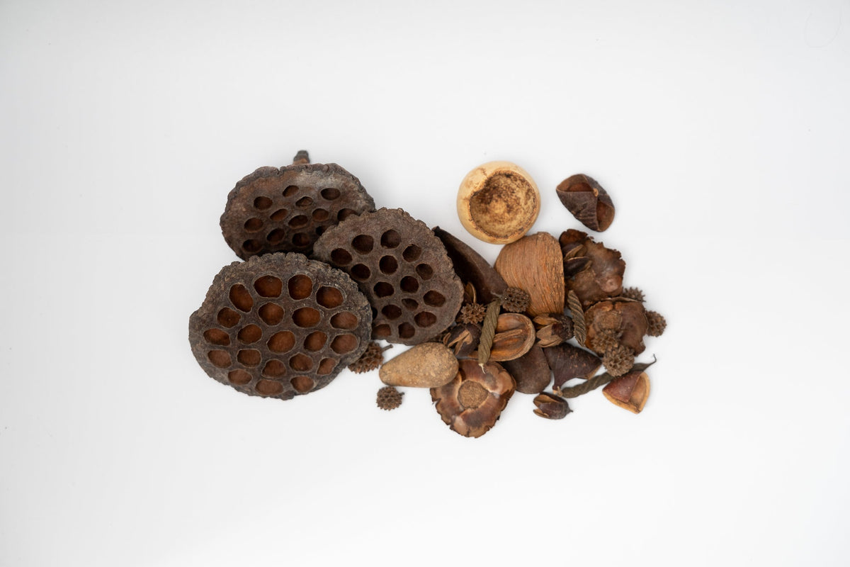 Botanical Seed Pod Variety Pack - 32 Pieces - IHEARTBUGS, INC.