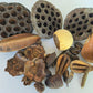 Botanical Seed Pod Variety Pack - 32 Pieces - IHEARTBUGS, INC.