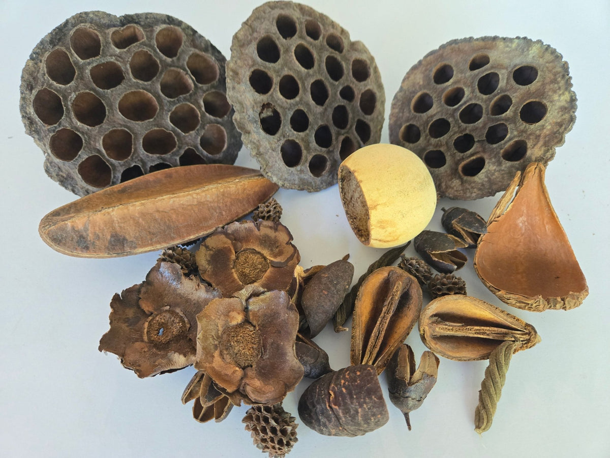 Botanical Seed Pod Variety Pack - 32 Pieces - IHEARTBUGS, INC.