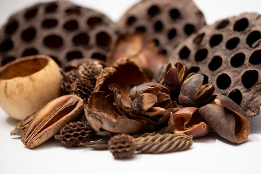 Botanical Seed Pod Variety Pack - 32 Pieces - IHEARTBUGS, INC.