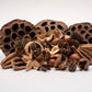Botanical Seed Pod Variety Pack - 33 Pieces - IHEARTBUGS, INC.