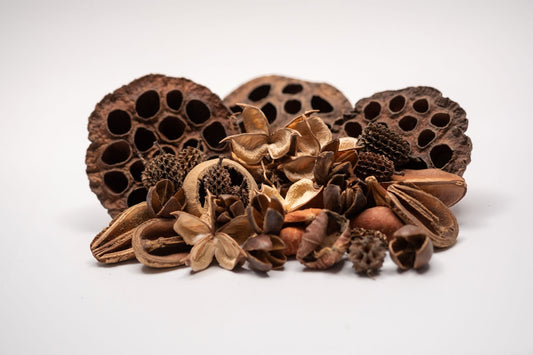 Botanical Seed Pod Variety Pack - 33 Pieces - IHEARTBUGS, INC.