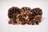 Botanical Seed Pod Variety Pack - 33 Pieces - IHEARTBUGS, INC.