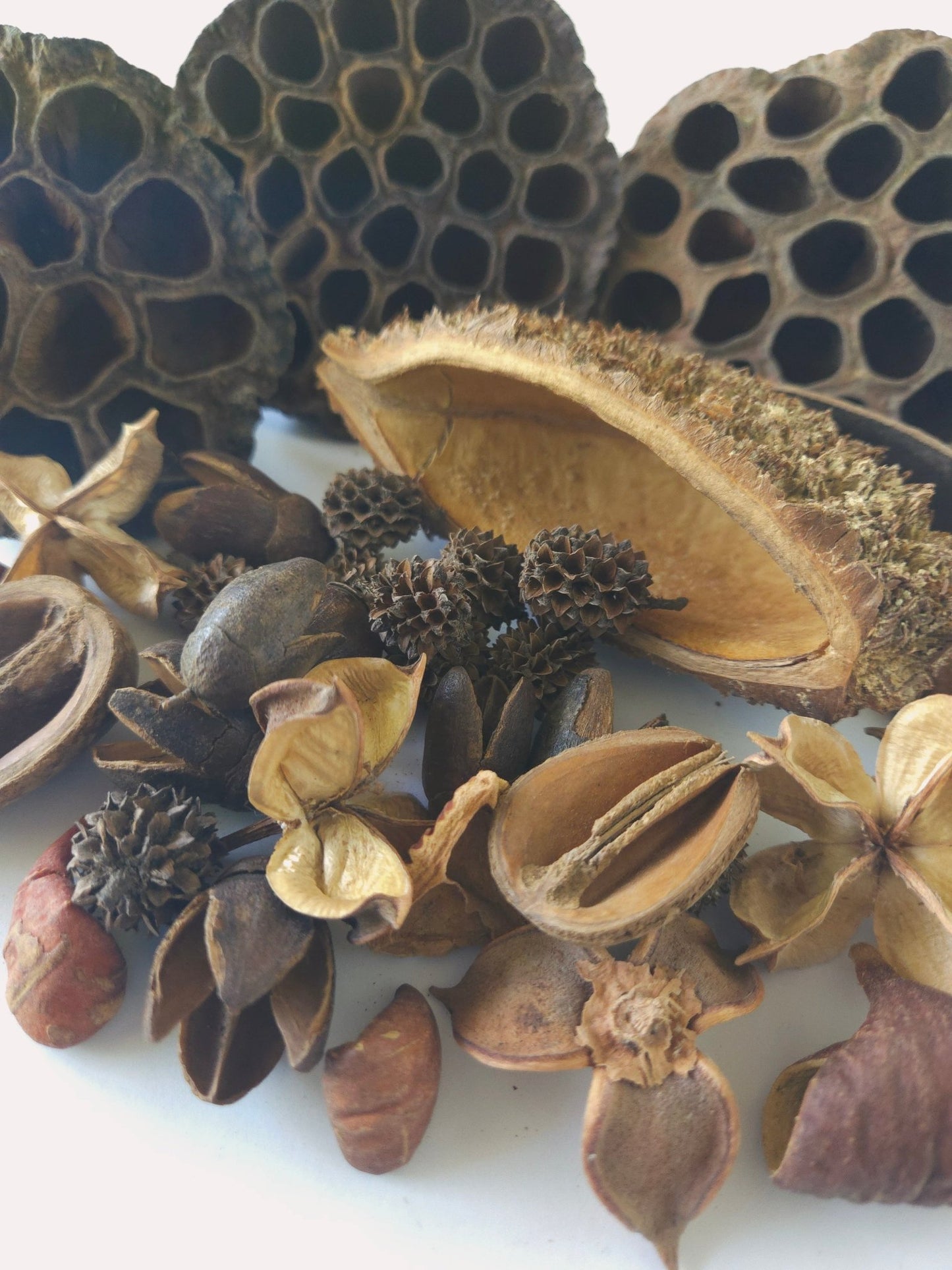 Botanical Seed Pod Variety Pack - 33 Pieces - IHEARTBUGS, INC.