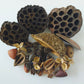 Botanical Seed Pod Variety Pack - 33 Pieces - IHEARTBUGS, INC.