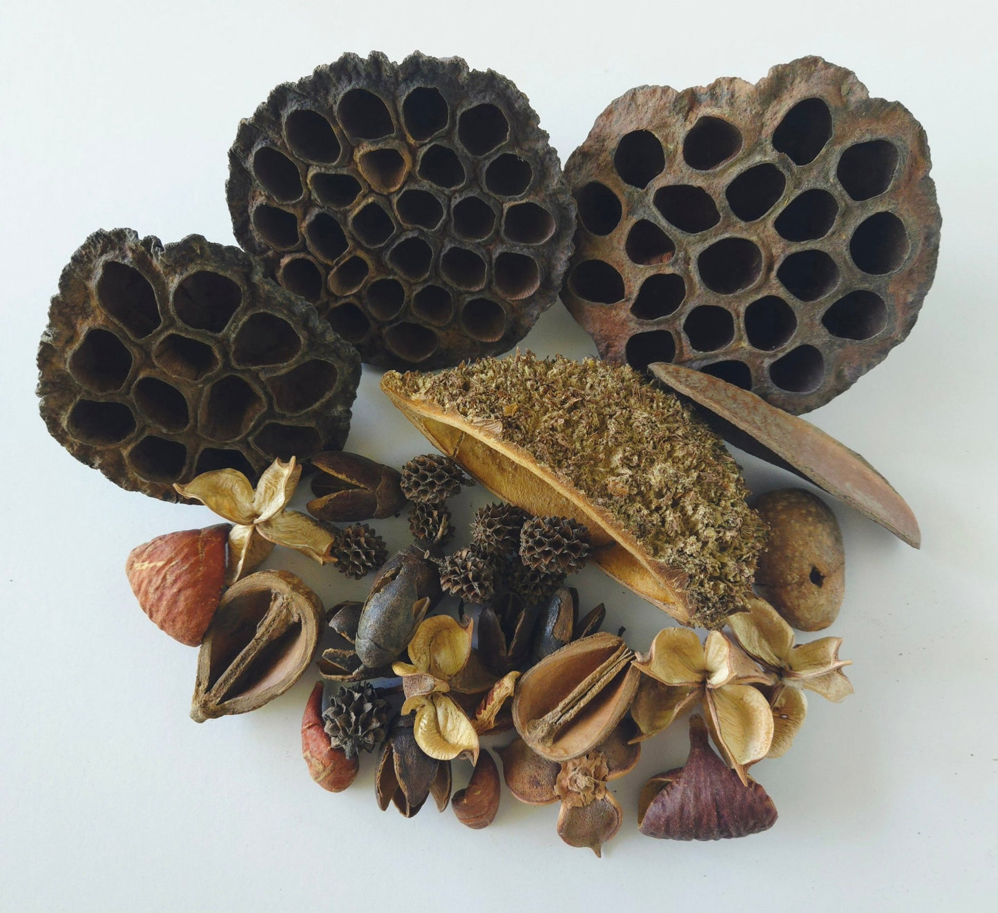 Botanical Seed Pod Variety Pack - 33 Pieces - IHEARTBUGS, INC.