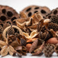 Botanical Seed Pod Variety Pack - 33 Pieces - IHEARTBUGS, INC.