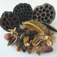 Botanical Seed Pod Variety Pack - 33 Pieces - IHEARTBUGS, INC.
