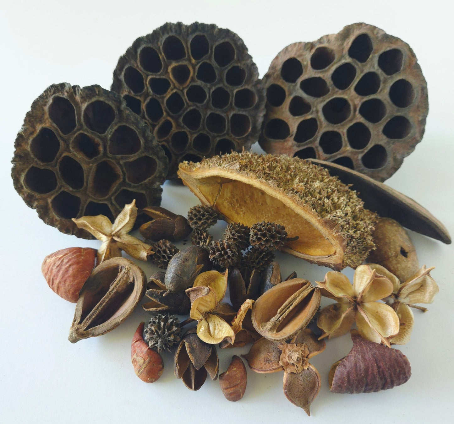 Botanical Seed Pod Variety Pack - 33 Pieces - IHEARTBUGS, INC.