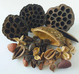 Botanical Seed Pod Variety Pack - 33 Pieces - IHEARTBUGS, INC.