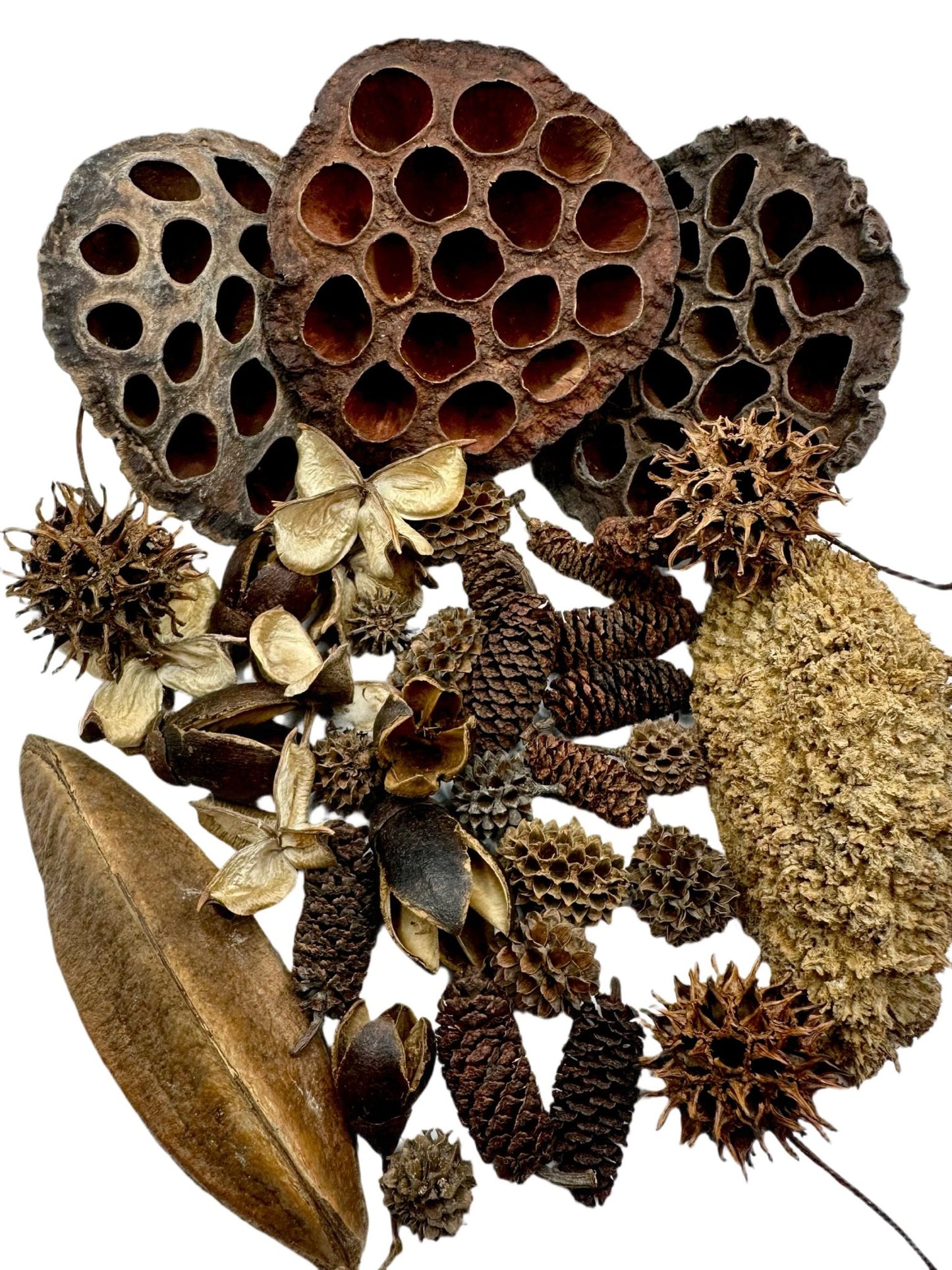 Botanical Seed Pod Variety Pack - 38 Pieces - IHEARTBUGS, INC.