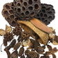 The I Heart Bugs Botanical Seed Pod Variety Pack (38 Pieces) includes lotus pods, spiky seed balls, curved bark, and assorted botanicals—perfect for vivarium decor or crafts, all arranged on a white background.