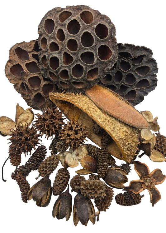 The I Heart Bugs Botanical Seed Pod Variety Pack (38 Pieces) includes lotus pods, spiky seed balls, curved bark, and assorted botanicals—perfect for vivarium decor or crafts, all arranged on a white background.