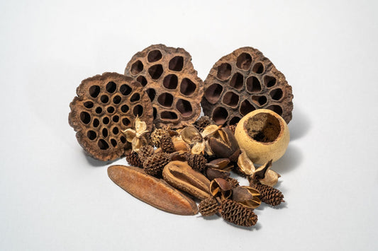 Botanical Seed Pod Variety Pack - 38 Pieces - IHEARTBUGS, INC.