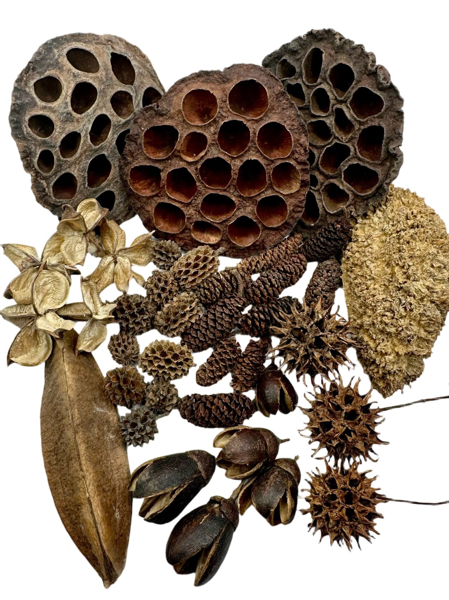 Botanical Seed Pod Variety Pack - 38 Pieces - IHEARTBUGS, INC.