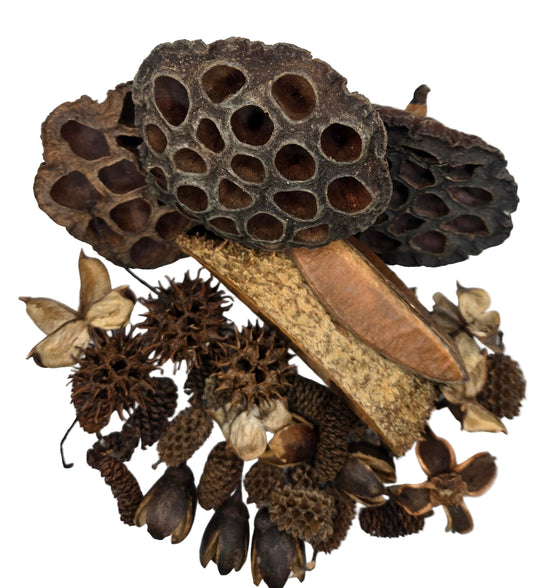 The I Heart Bugs Botanical Seed Pod Variety Pack (38 pieces) features lotus seed pods, dried star-shaped flowers, textured seed cones, and rough bark—ideal for vivarium decor.