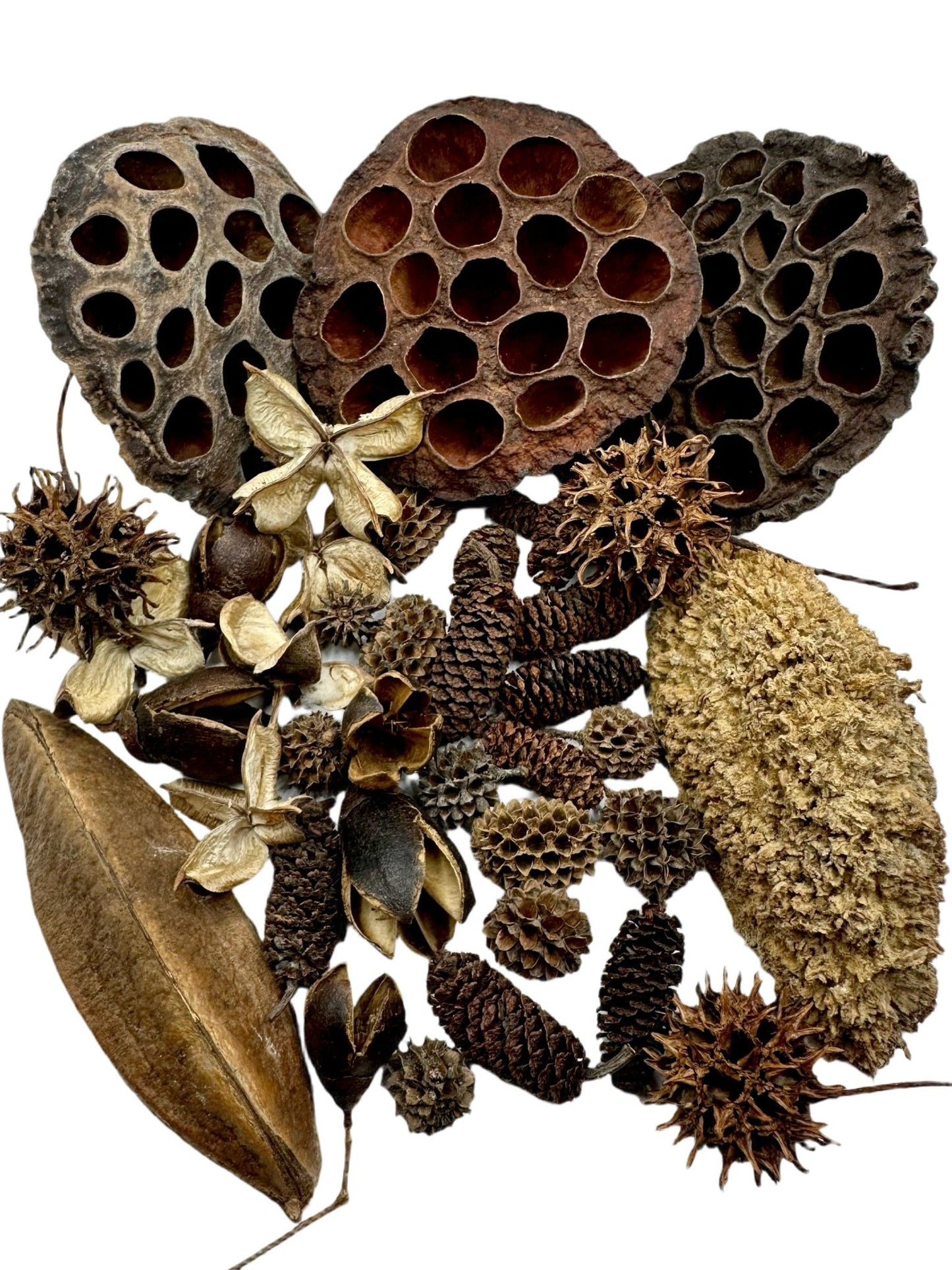 Botanical Seed Pod Variety Pack - 38 Pieces - IHEARTBUGS, INC.