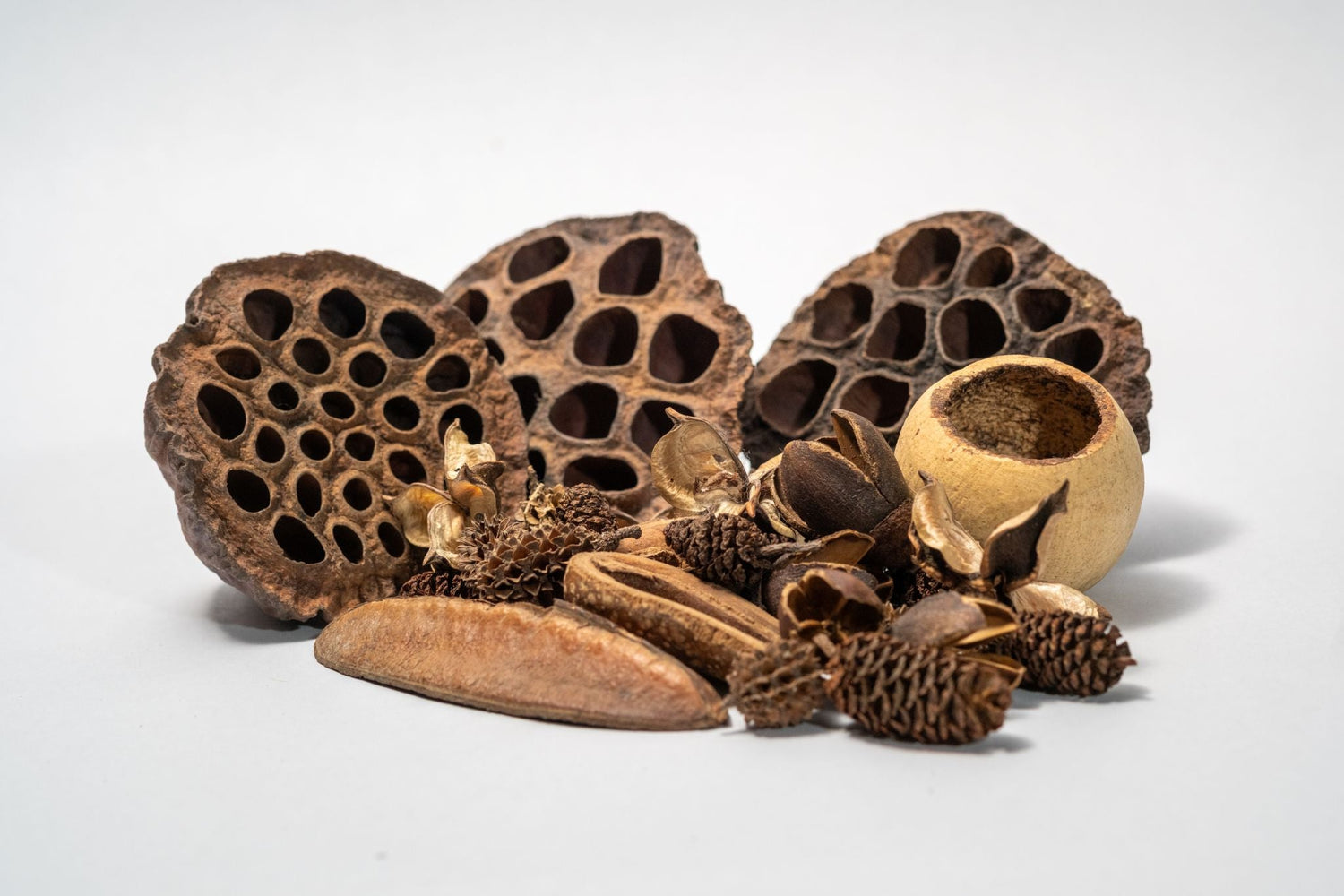 Botanical Seed Pod Variety Pack - 38 Pieces - IHEARTBUGS, INC.