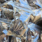 Broken & Irregular Seed Pod Grab Bag - IHEARTBUGS, INC.