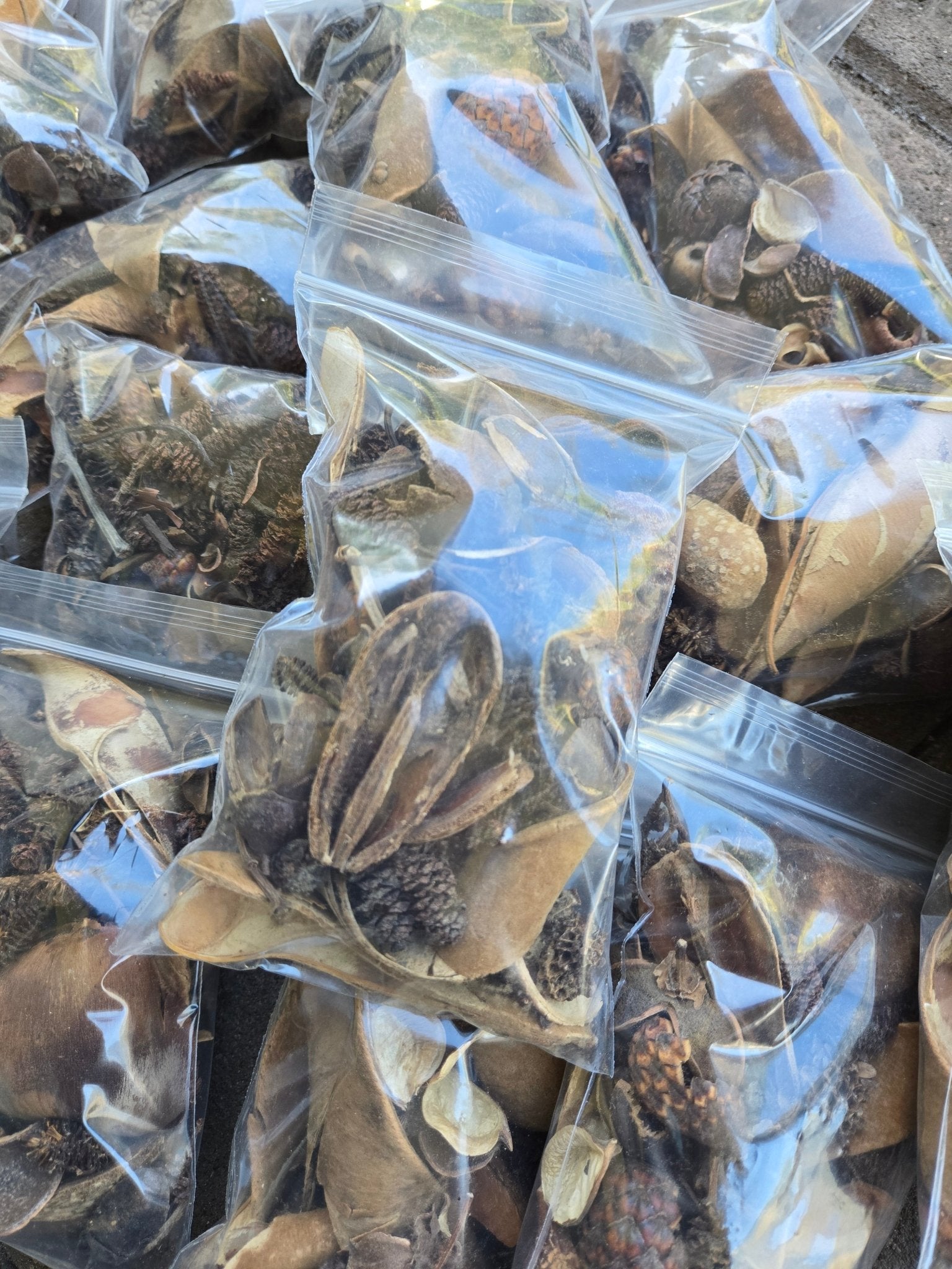 Broken & Irregular Seed Pod Grab Bag - IHEARTBUGS, INC.