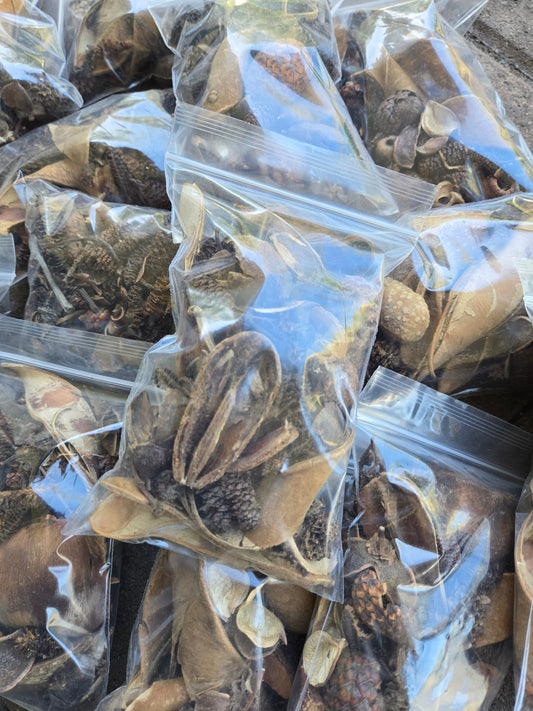 Broken & Irregular Seed Pod Grab Bag - IHEARTBUGS, INC.