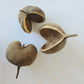 Buddha Nut - IHEARTBUGS, INC.