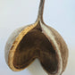 Buddha Nut - IHEARTBUGS, INC.