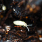 Bylas Ant Springtails (Pseudosinella violenta) *EXCELLENT FOR BIOACTIVES* - IHEARTBUGS, INC.