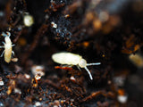 Bylas Ant Springtails (Pseudosinella violenta) *EXCELLENT FOR BIOACTIVES* - IHEARTBUGS, INC.
