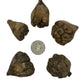 Camel Fruit Pods - IHEARTBUGS, INC.