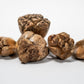 Camel Fruit Pods - IHEARTBUGS, INC.