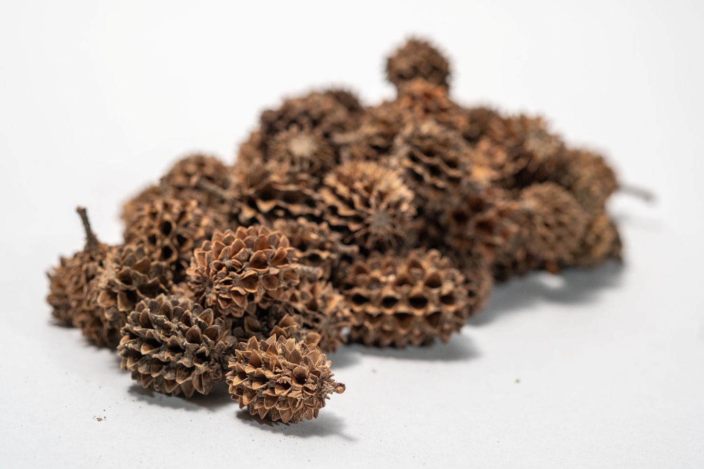 Casuarina Cone Pods - IHEARTBUGS, INC.