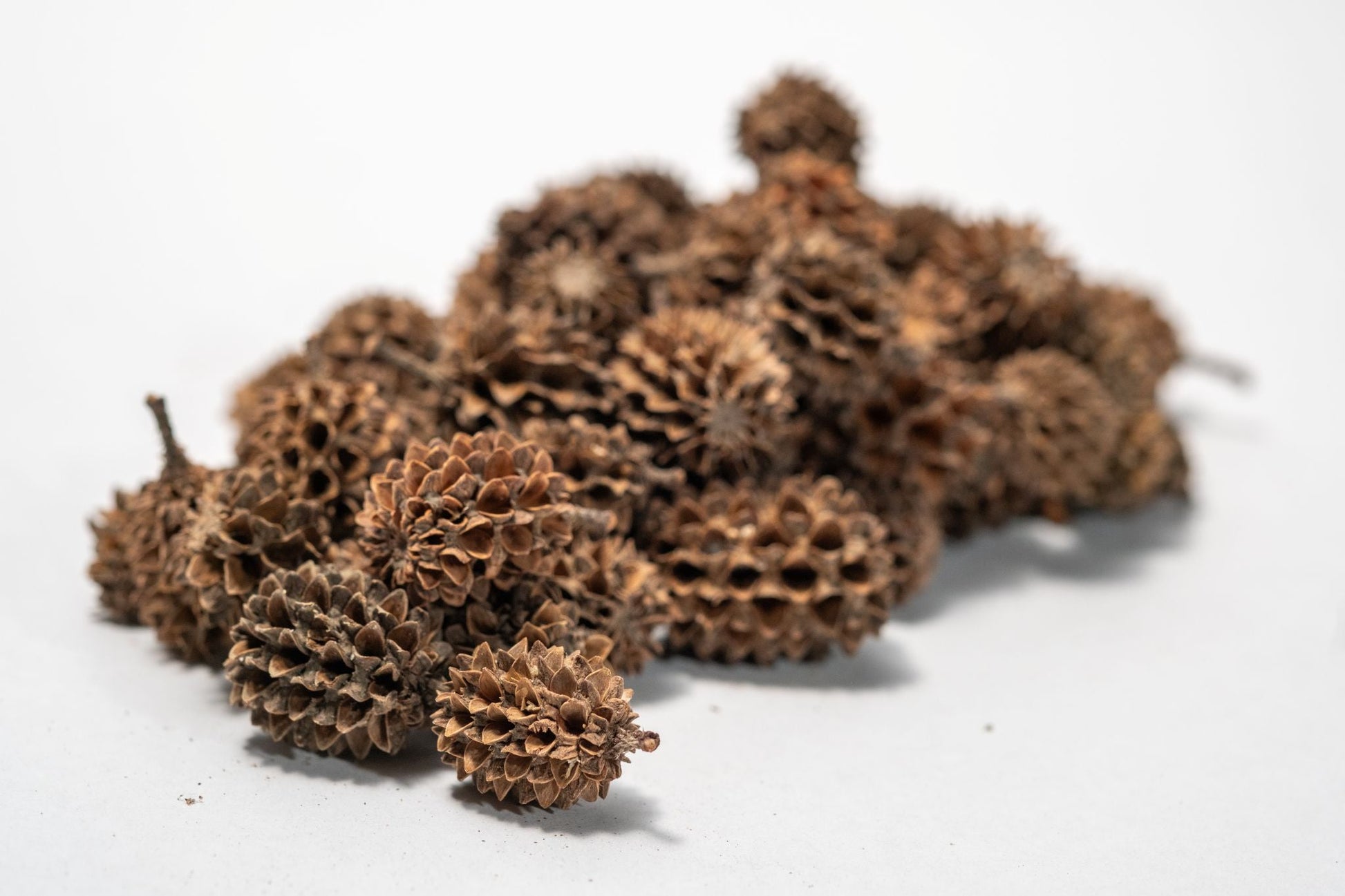Casuarina Cone Pods - IHEARTBUGS, INC.