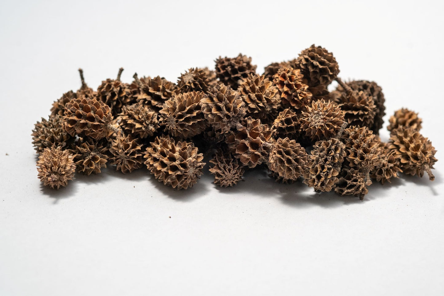 Casuarina Cone Pods - IHEARTBUGS, INC.