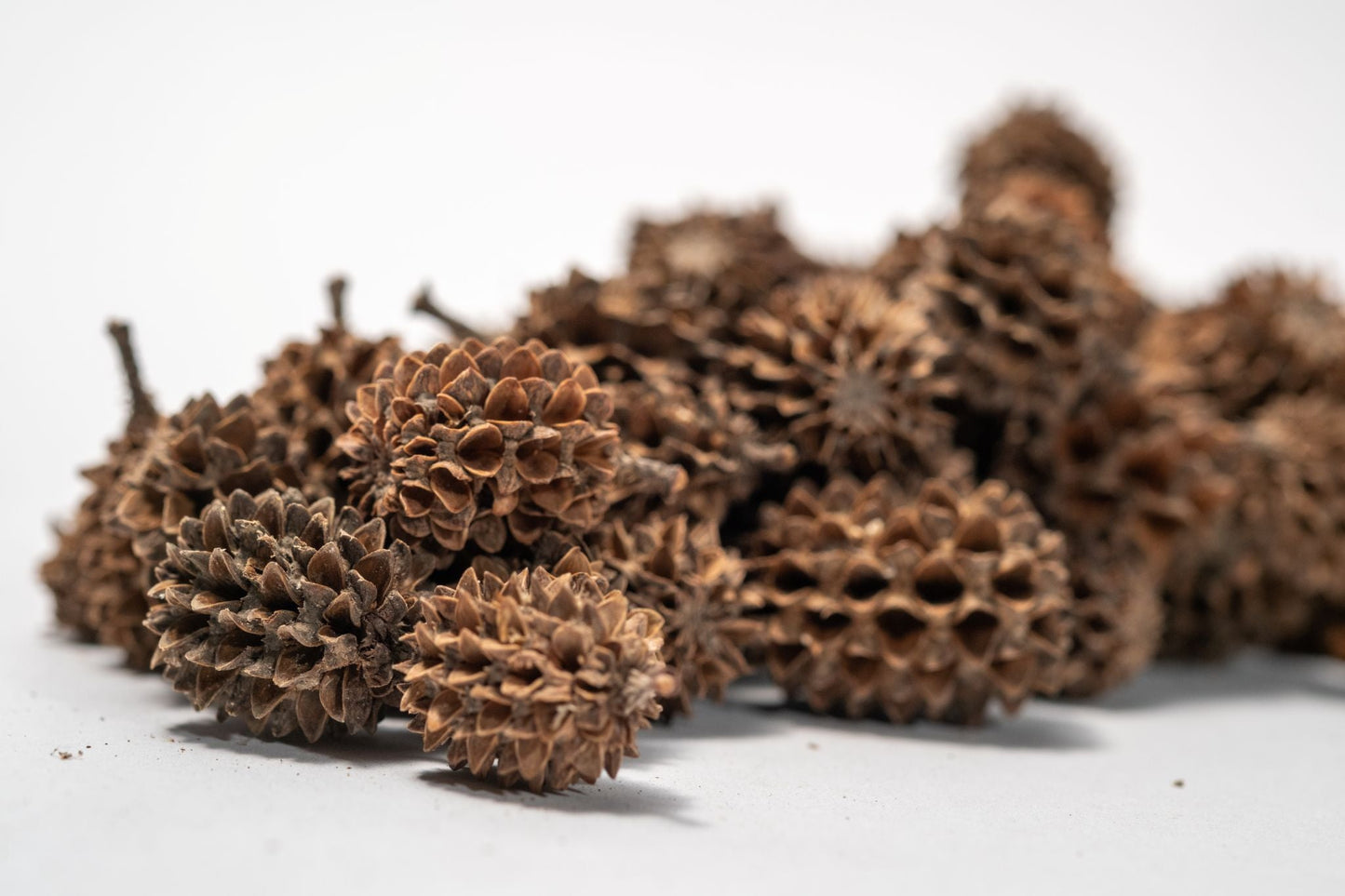 Casuarina Cone Pods - IHEARTBUGS, INC.